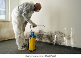 Trusted Bangor Base, WA Mold Removal Services Experts